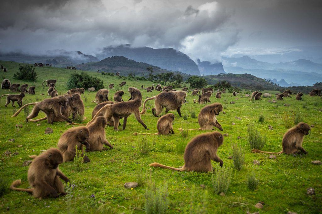 Getting to Know Ethiopia’s Gelada Baboons