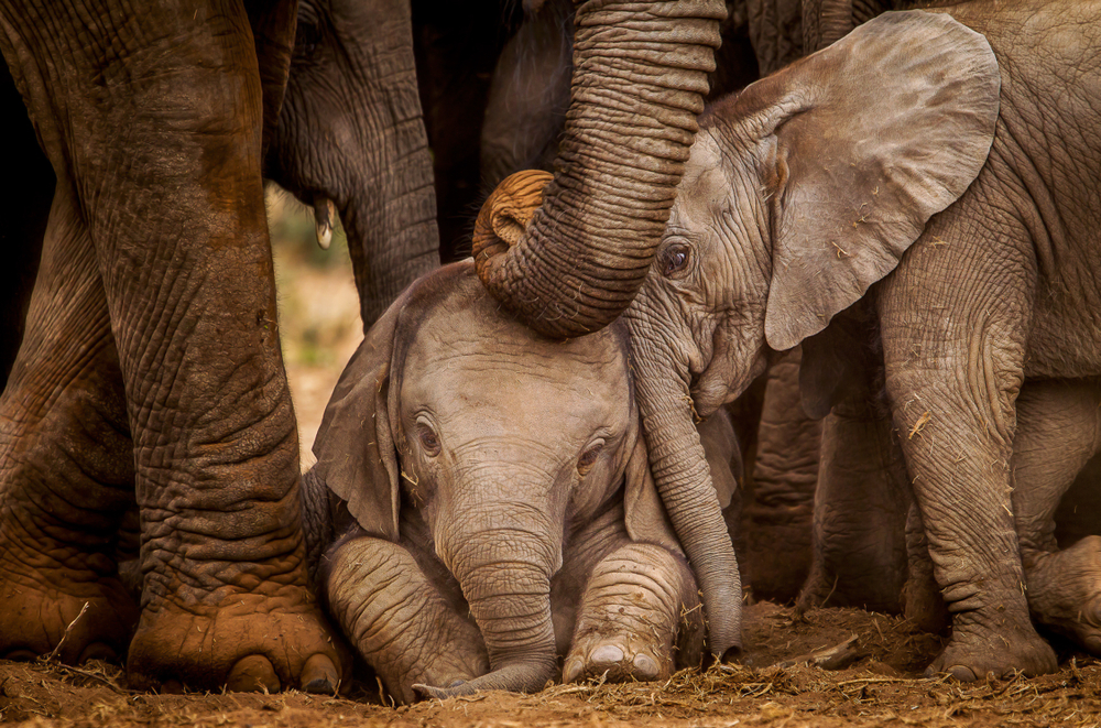Ethiopian Elephants Under Threat